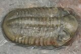 Unusual, Tiny-Eyed Phacopid (Eocryphops?) - Jorf, Morocco #368611-1